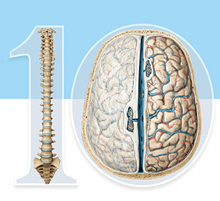 Cover of the 10th edition of Greenberg's Handbook of Neurosurgery